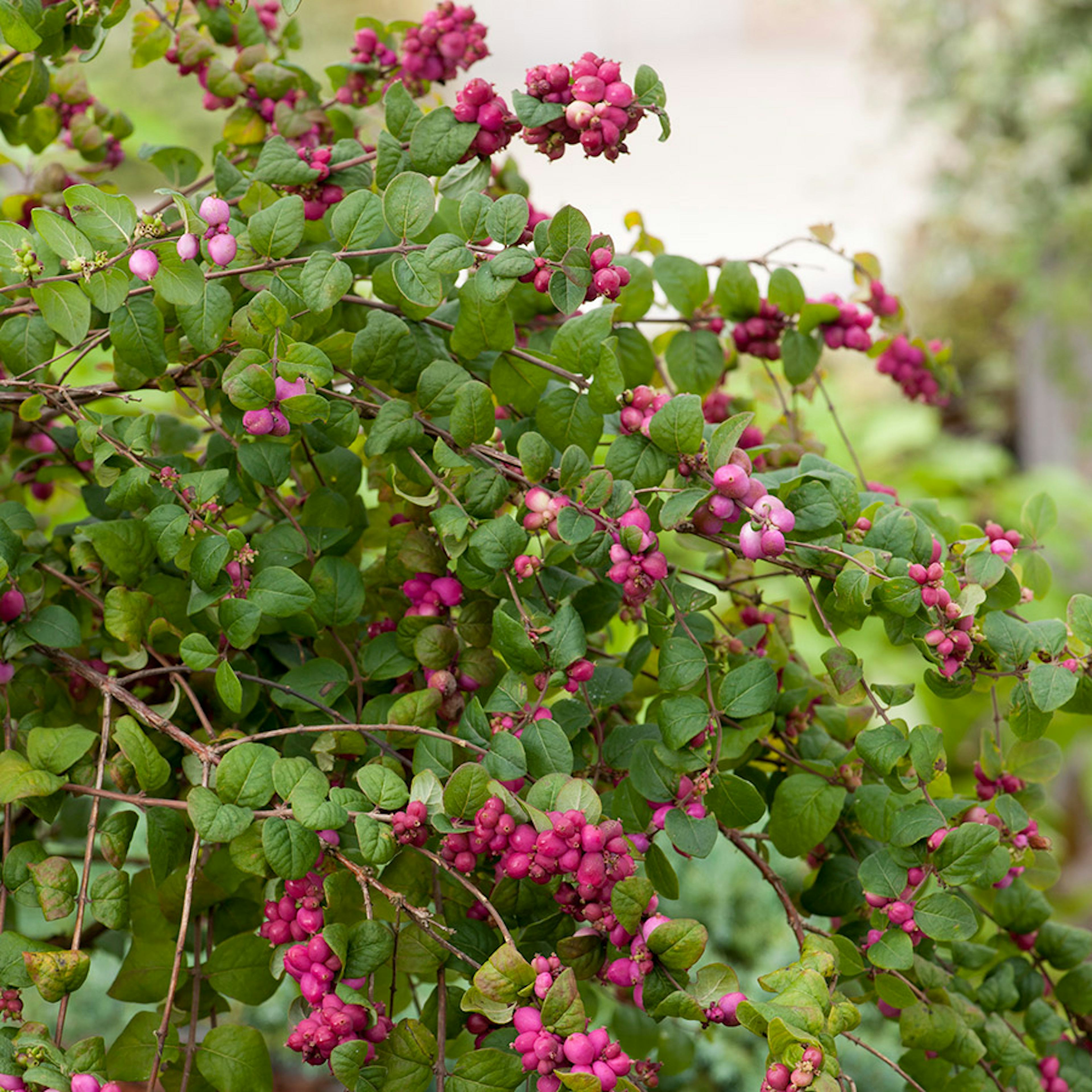 Prydnadsbuske Omnia Garden Doorenbos-snöbär