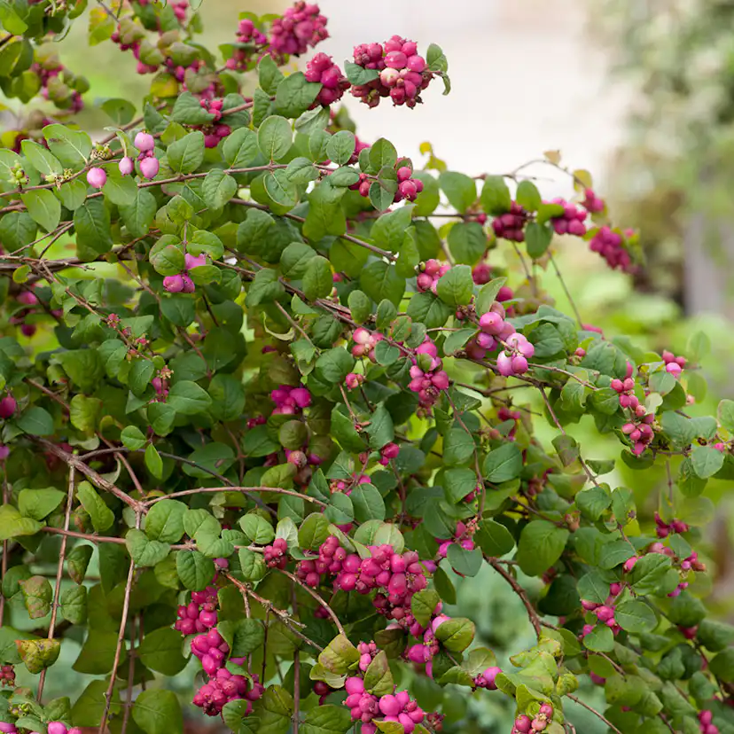 Prydnadsbuske Omnia Garden Doorenbos-snöbär