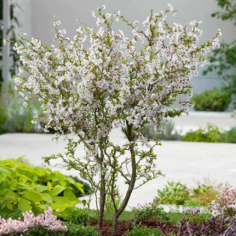 Prydnadsträd Omnia Garden Dvärgkörsbär Kojou-no-mai 60 cm - Vit Blomning