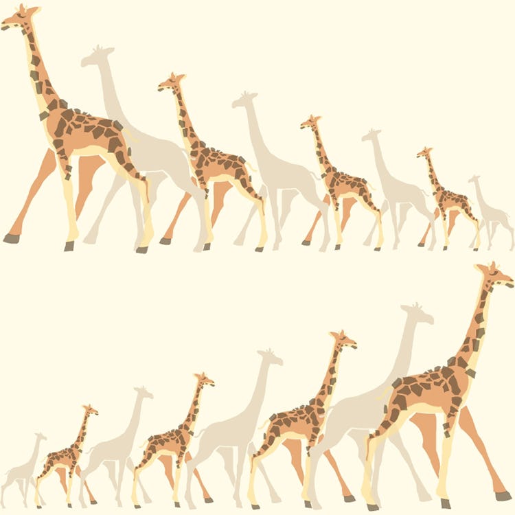 Tapet York Wallcoverings Dwell Studio Baby & Kids DW2361