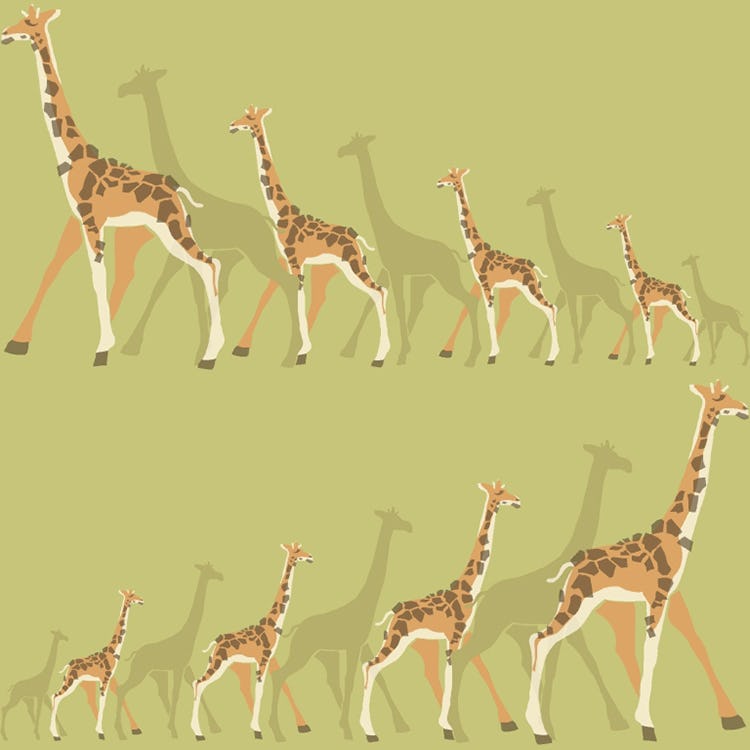 Tapet York Wallcoverings Dwell Studio Baby & Kids DW2364