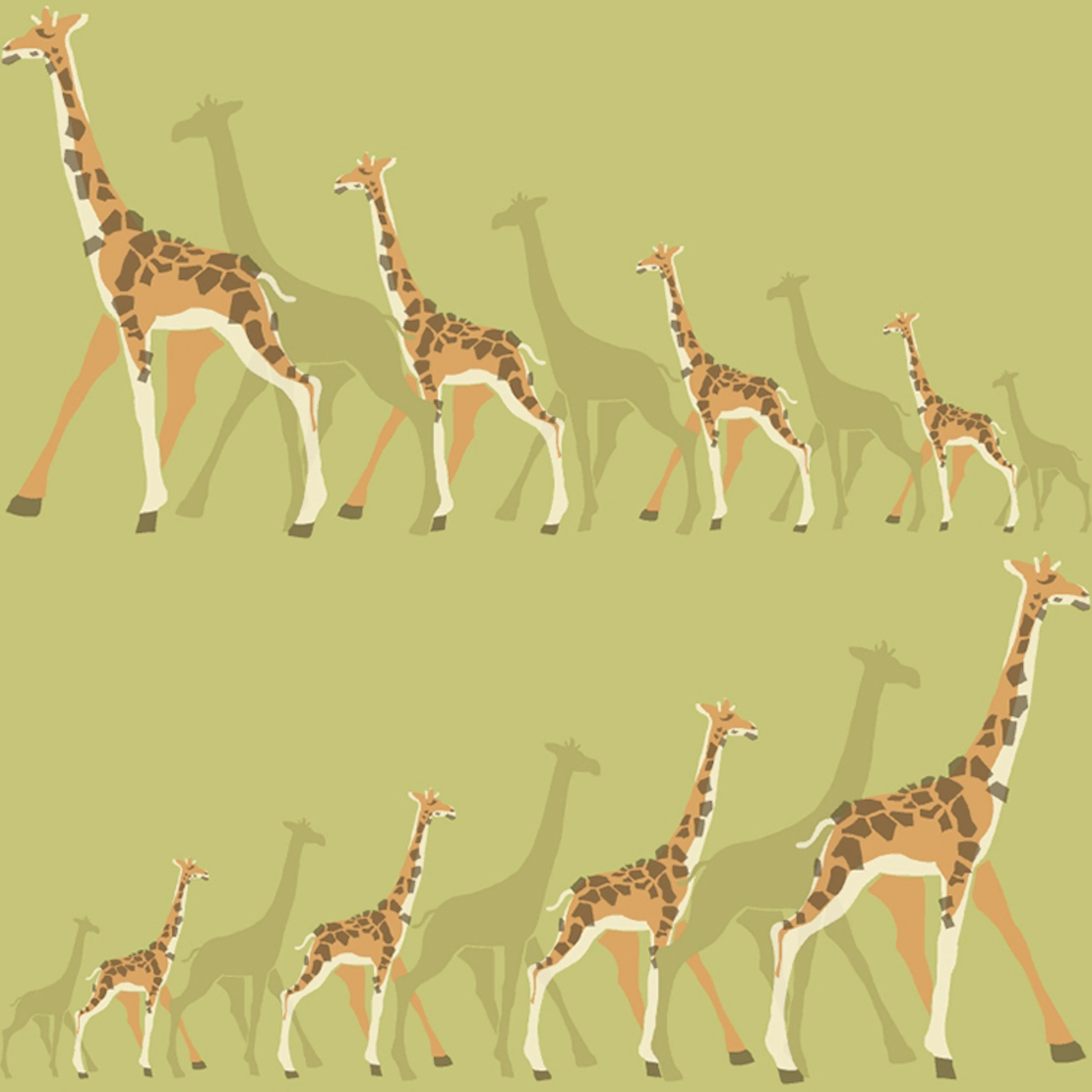 Tapet York Wallcoverings Dwell Studio Baby & Kids DW2364