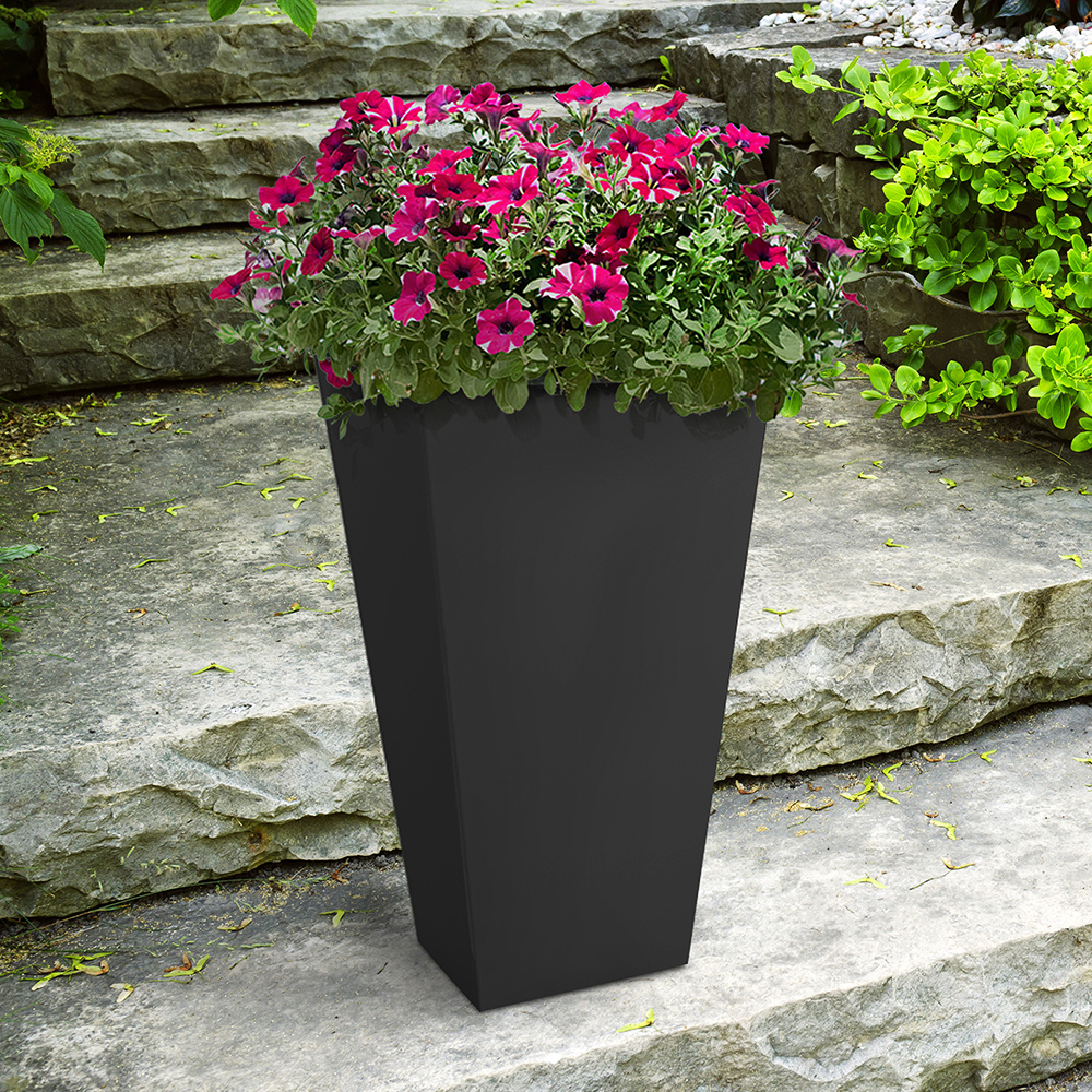 Blomkruka Recal Sonata