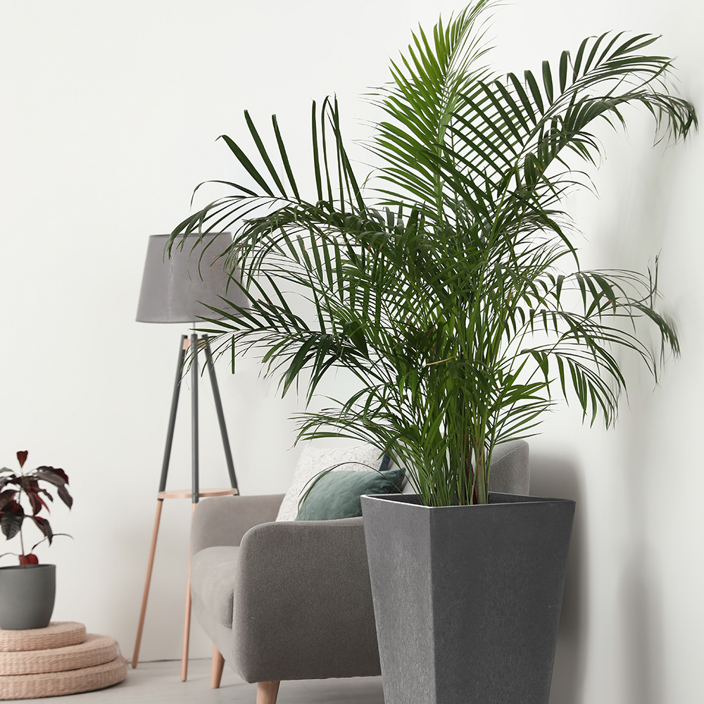 Blomkruka Recal Sonata