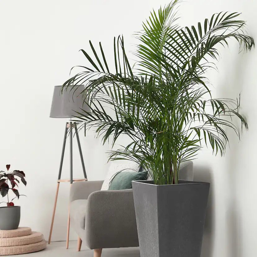 Blomkruka Recal Sonata