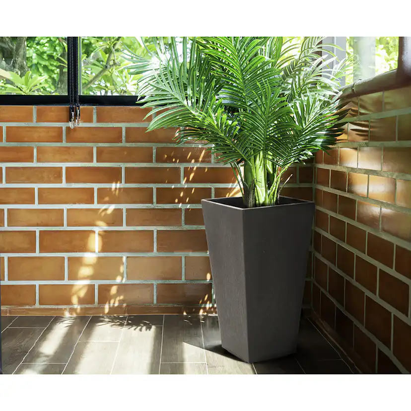 Blomkruka Recal Sonata