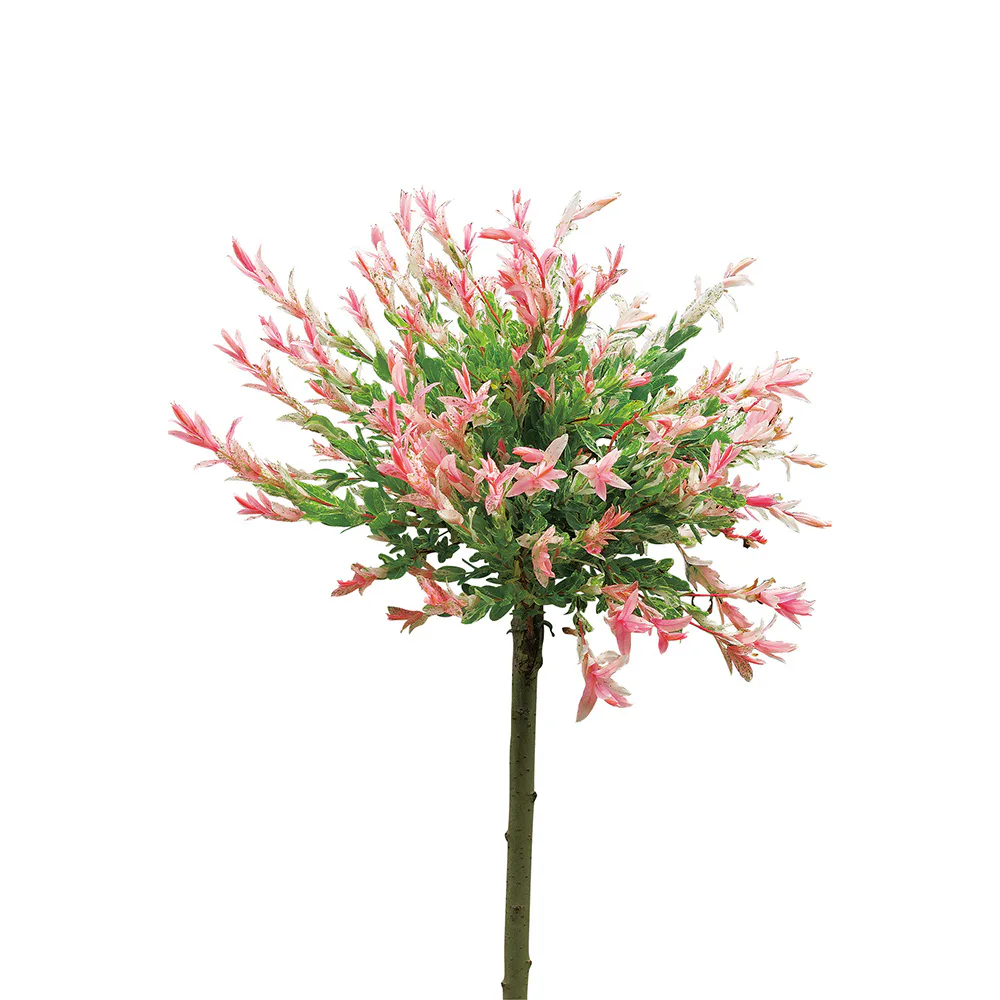 Eukalyptusvide Omnia Garden Prydnadsträd 80-100 cm Höjd, Grönt & Rosa Bladverk