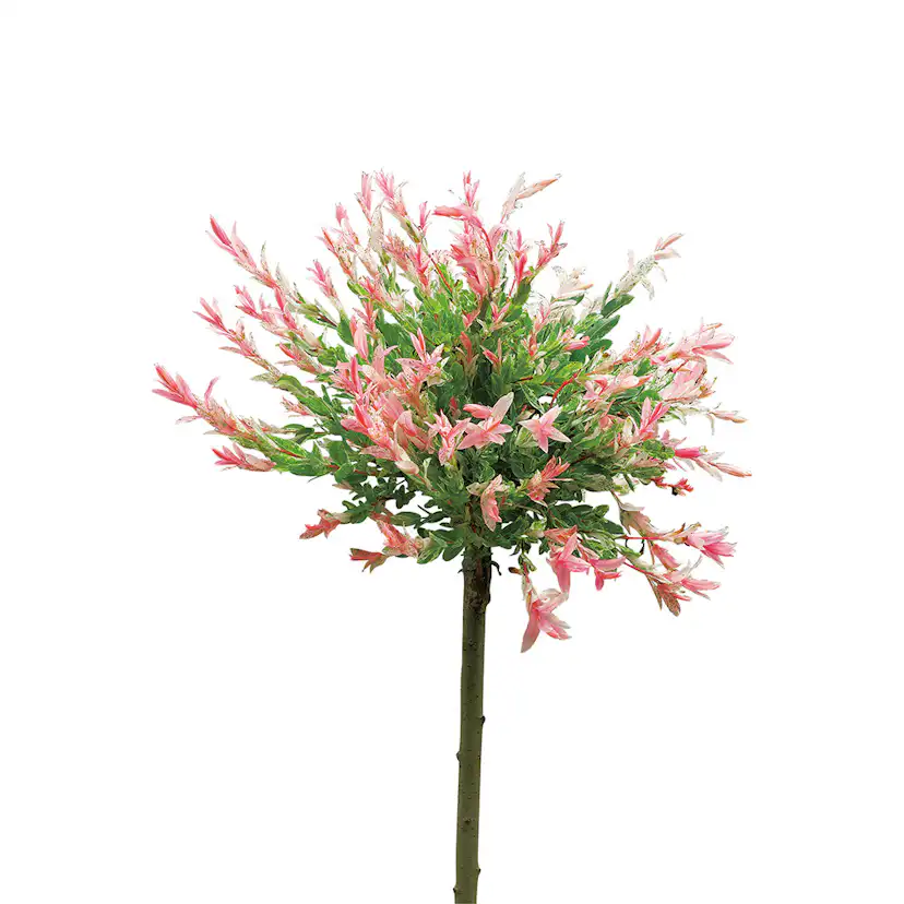 Eukalyptusvide Omnia Garden Prydnadsträd 80-100 cm Höjd, Grönt & Rosa Bladverk