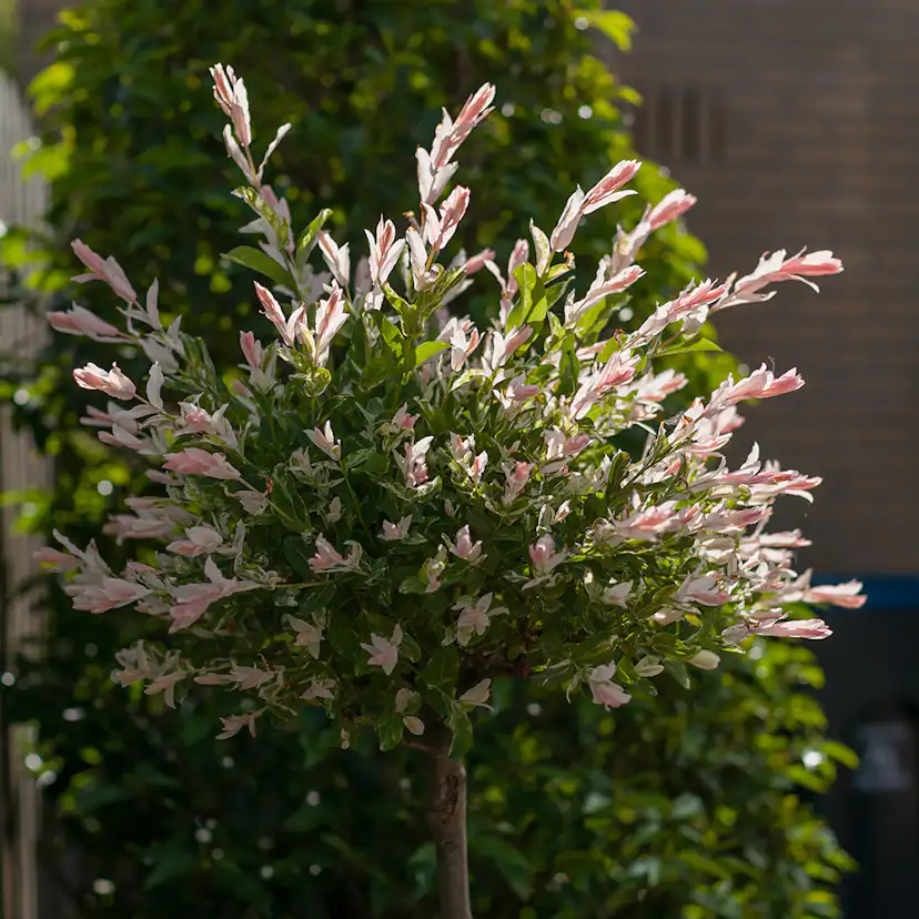 Eukalyptusvide Omnia Garden Prydnadsträd 80-100 cm Höjd, Grönt & Rosa Bladverk