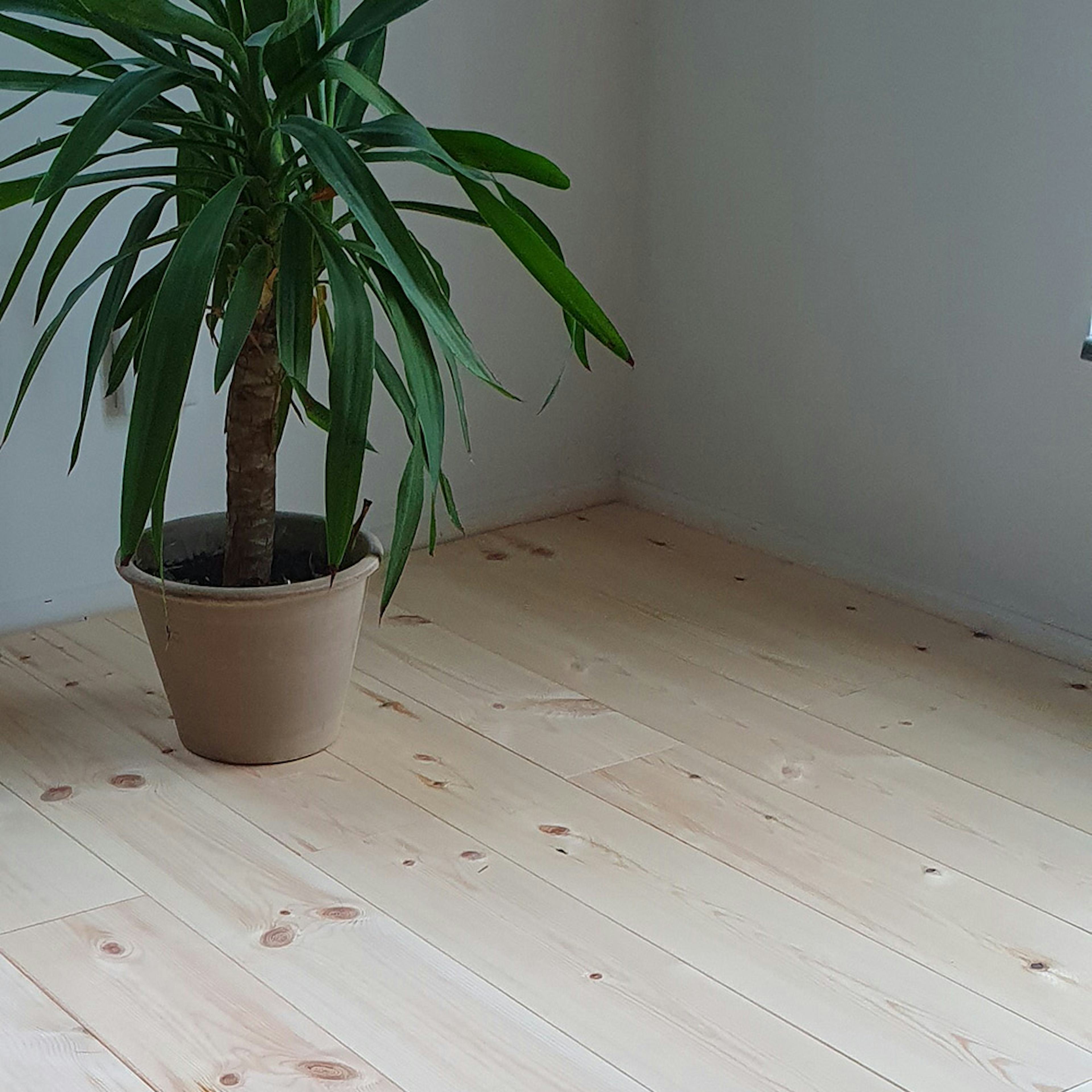 Massivt Trägolv Eden Wood Natur, Mattlackat 1-Stav Norrlandsfuru