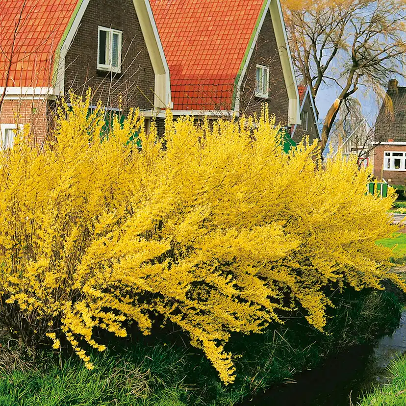 Prydnadsbuske Forsythia Omnia Garden Lynwood Gold