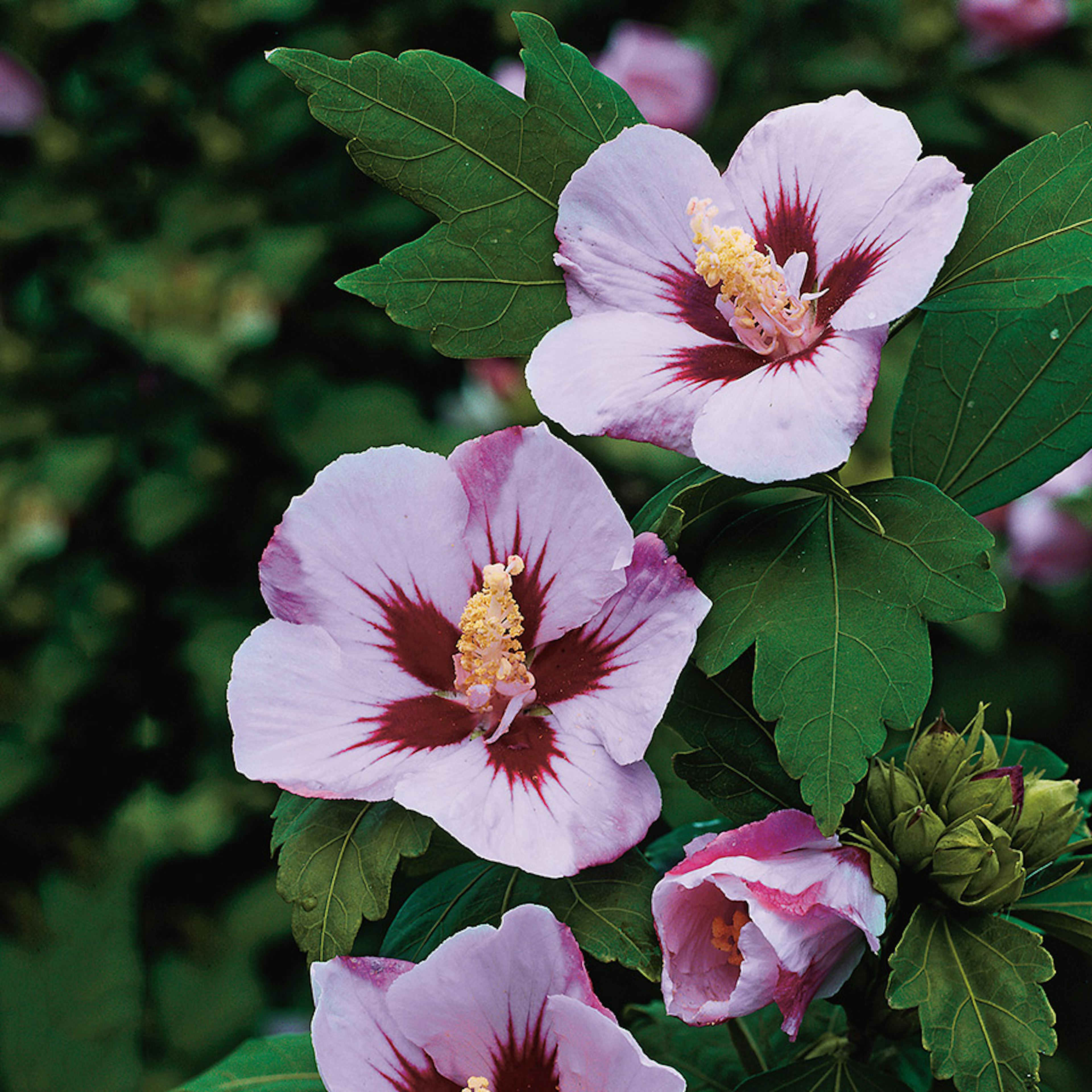 Prydnadsbuske Frilandshibiskus Omnia Garden Hamabo