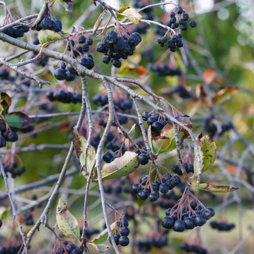 Prydnadsbuske Frilandshibiskus Omnia Garden Woodbridge