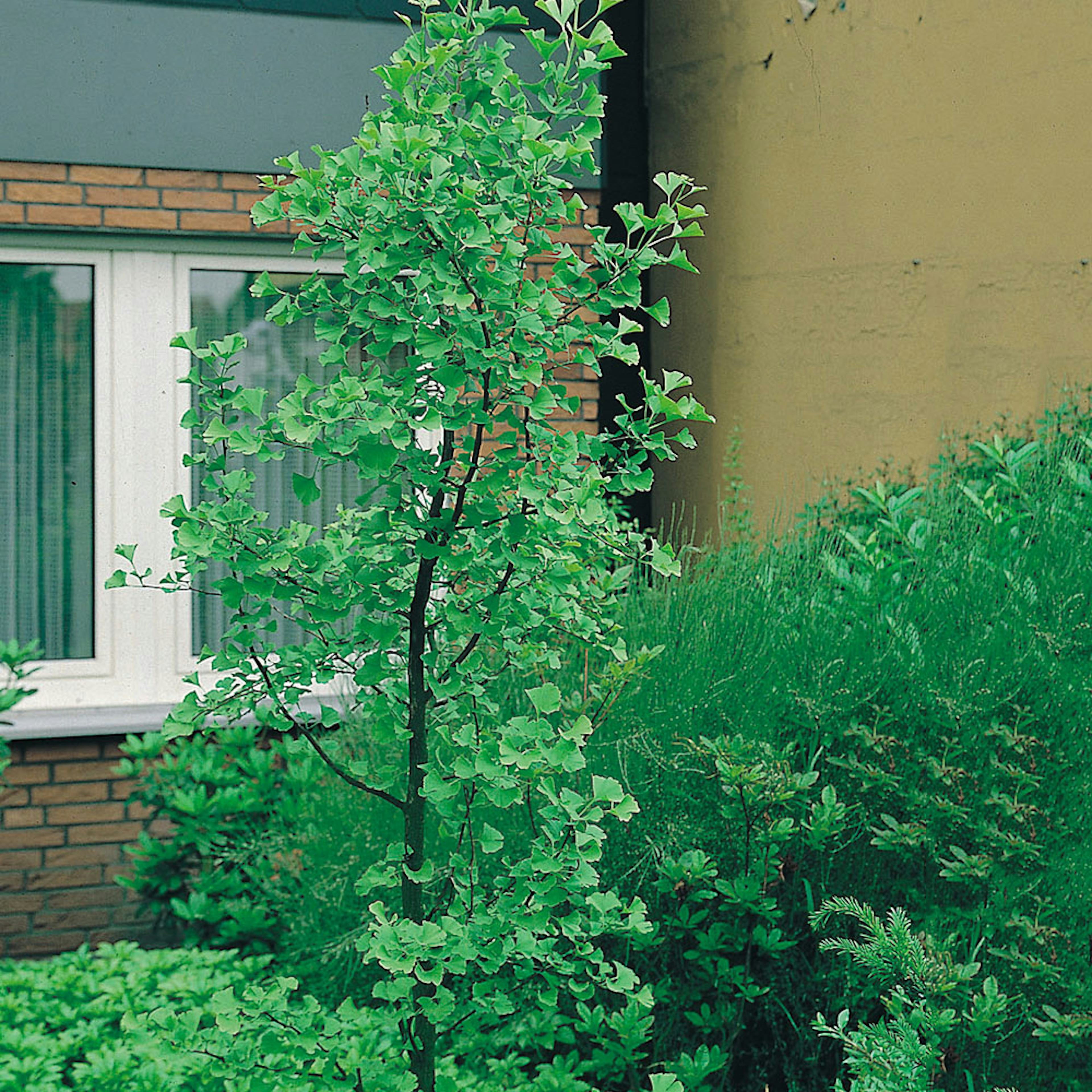 Ginkgo Tempelträd Omnia Garden 60-80 cm