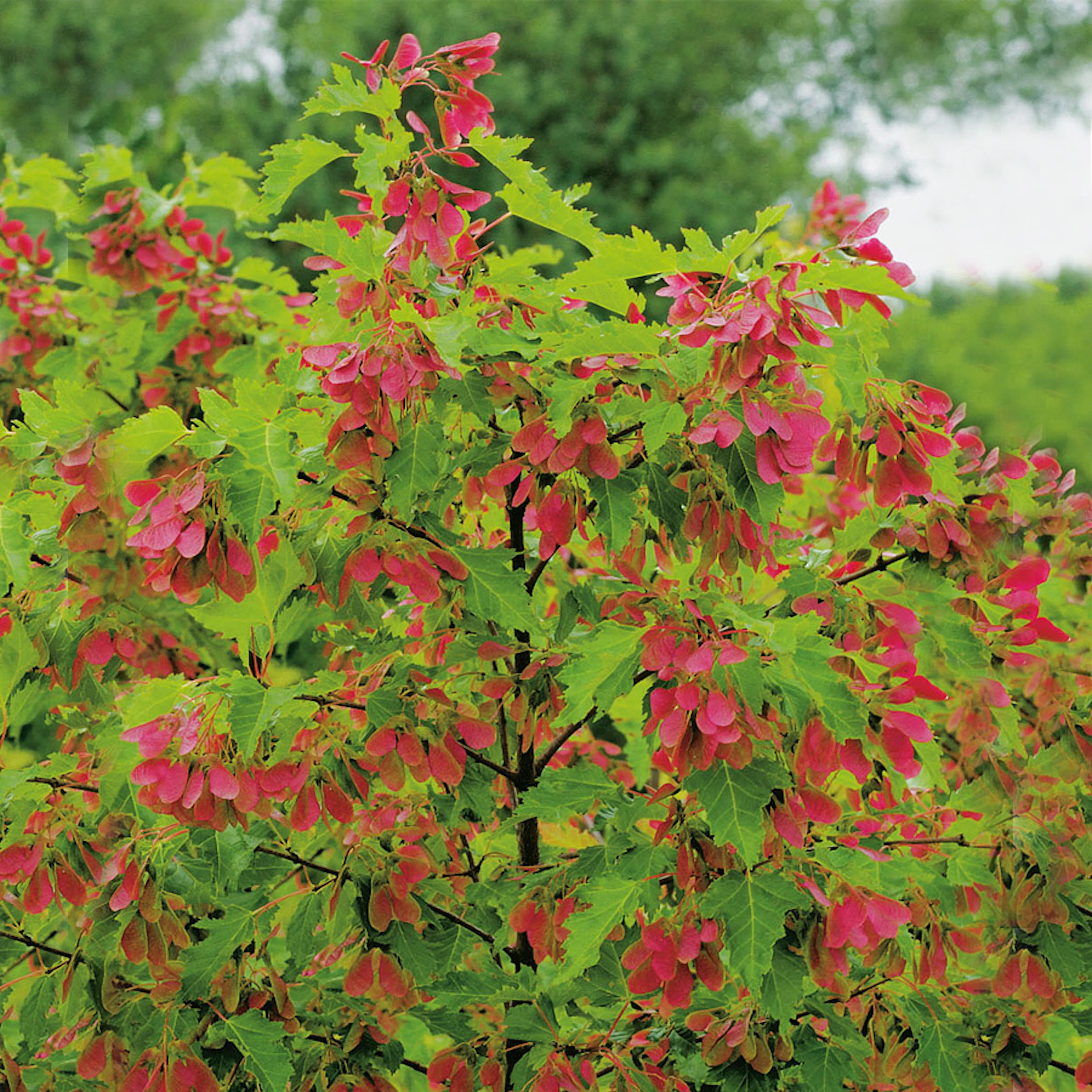 Lönn Omnia Garden Ginnala 50-80 cm