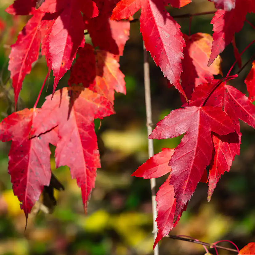 Prydnadsbuske Omnia Garden Ginnalalönn, Vit Blomning, 150-200cm
