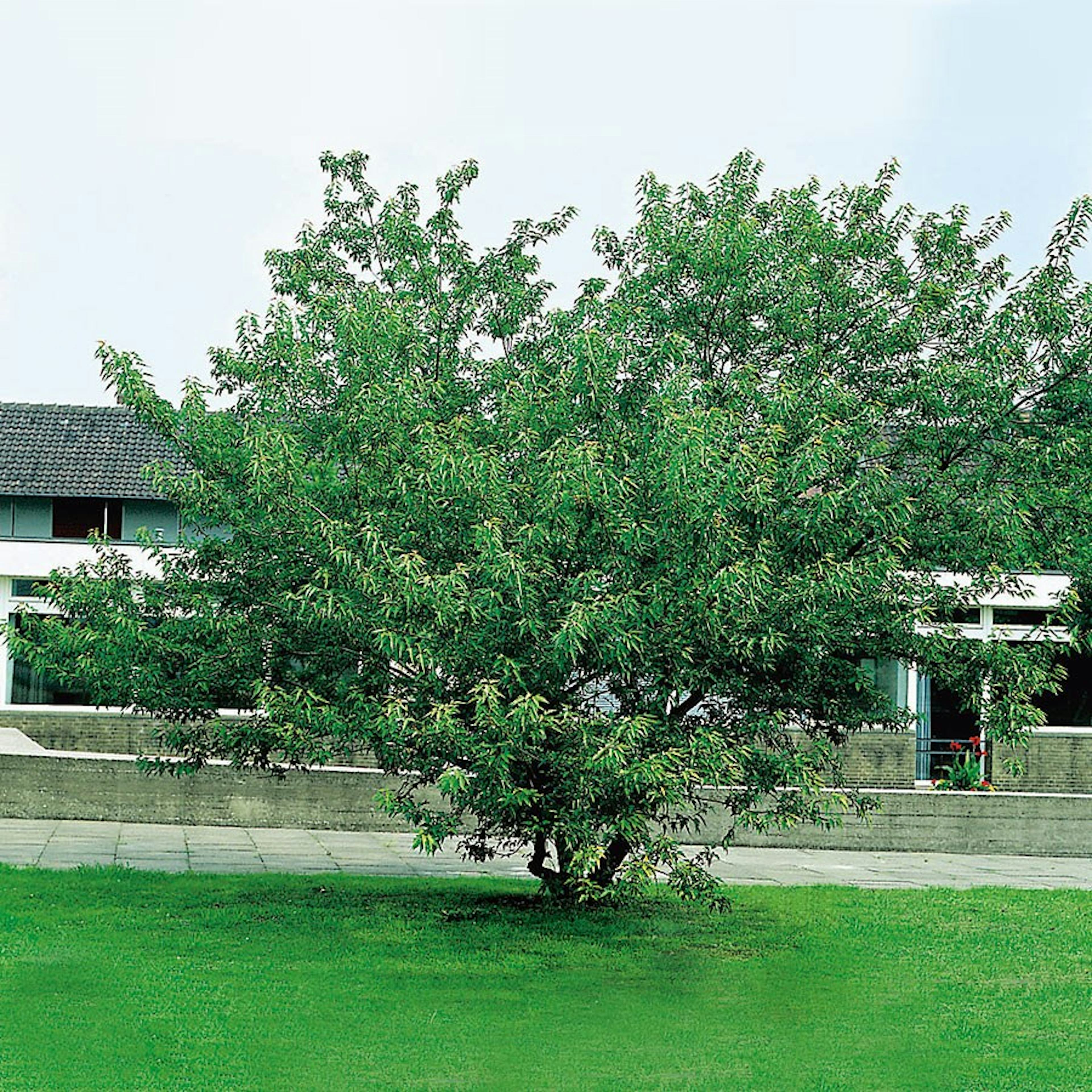 Prydnadsbuske Omnia Garden Ginnalalönn, Vit Blomning, 150-200cm