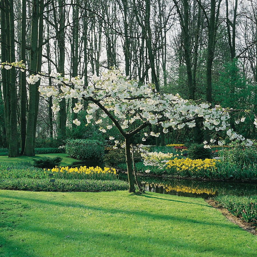 Prydnadsträd Omnia Garden Glanskörsbär Vit Blomning 150-200 cm