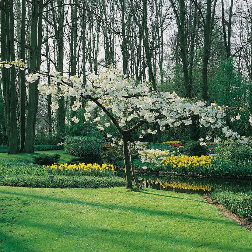 Prydnadsträd Omnia Garden Glanskörsbär Vit Blomning 150-200 cm
