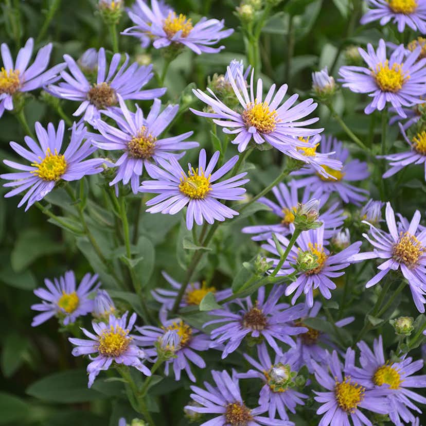 Planta Brittsommaraster Omnia Garden Axel Tallner