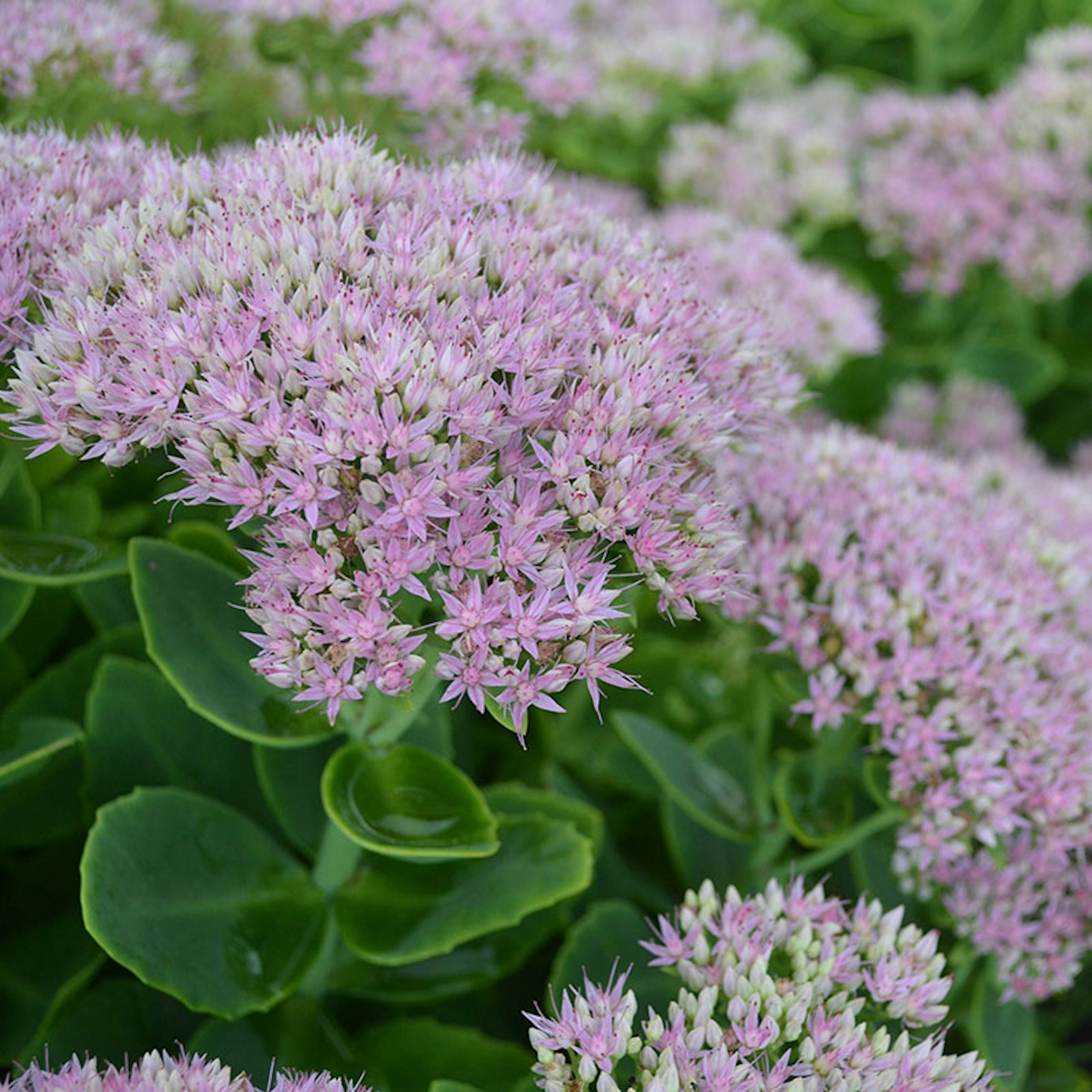 Planta Omnia Garden Kinesisk kärleksört Granlunda