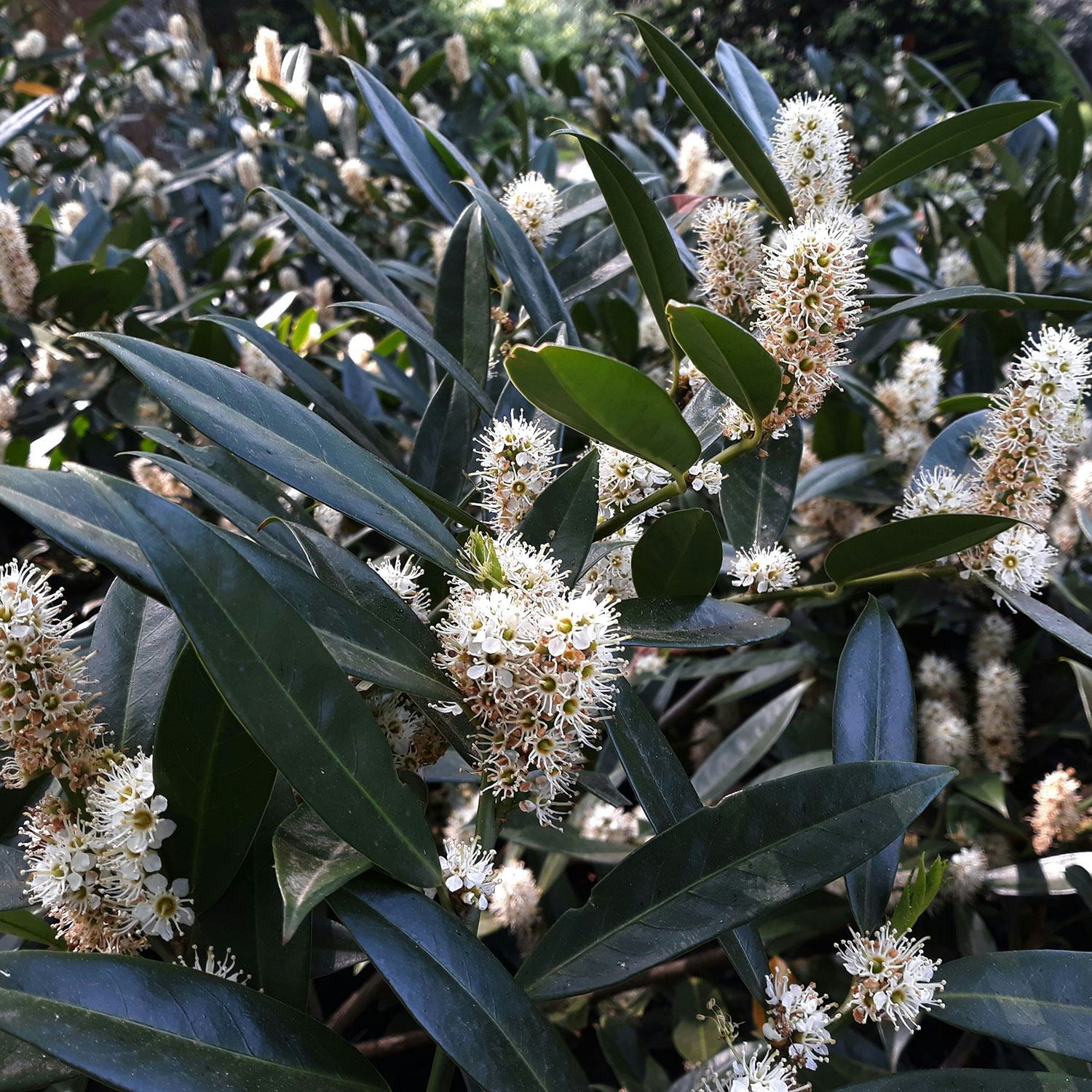 Prydnadsbuske Omnia Garden Lagerhägg Herbegii