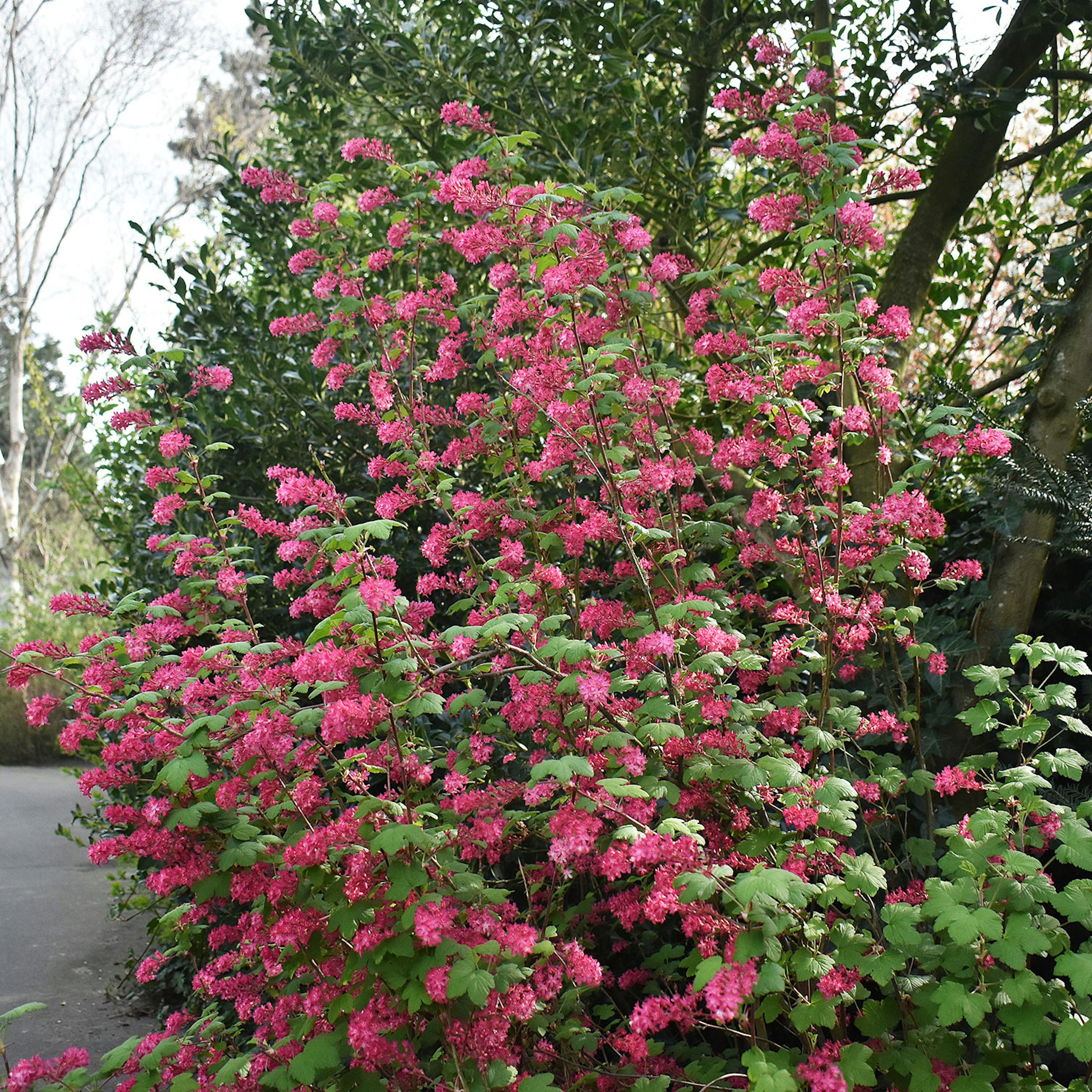 Prydnadsbuske Omnia Garden Rosenrips