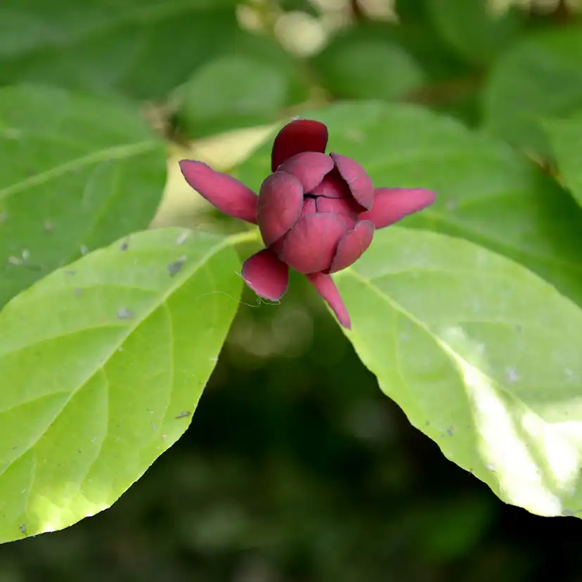 Kryddbuske Omnia Garden 150-200 cm