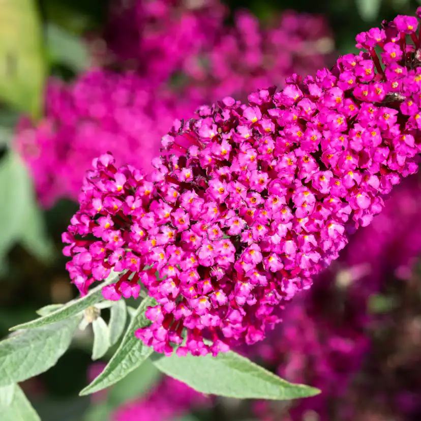 Prydnadsbuske Omnia Garden Syrénbuddleja Fjärilsbuske Miss Ruby