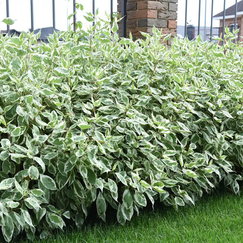 Prydnadsbuske Rysk Kornell Omnia Garden 30-50 cm