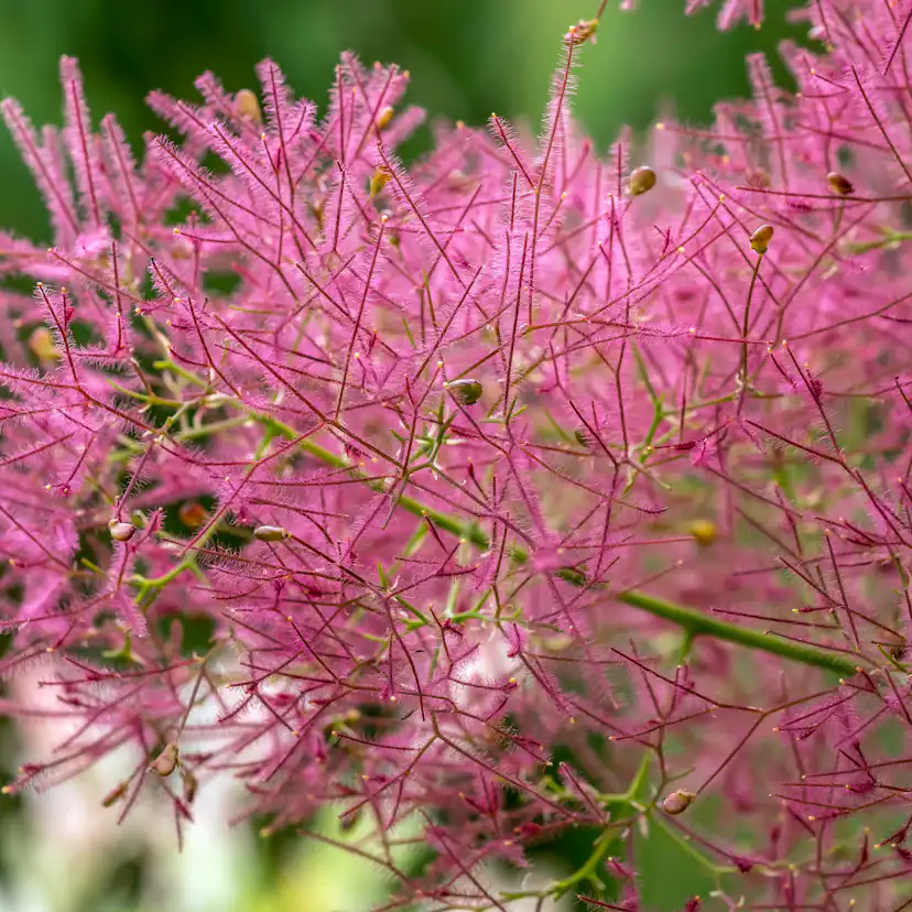 Perukbuske Omnia Garden Rödbladig Royal Purple