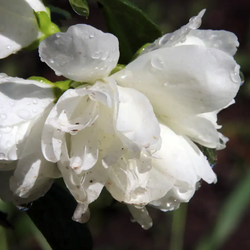 Prydnadsbuske Kameliaschersmin Omnia Garden Snowbelle