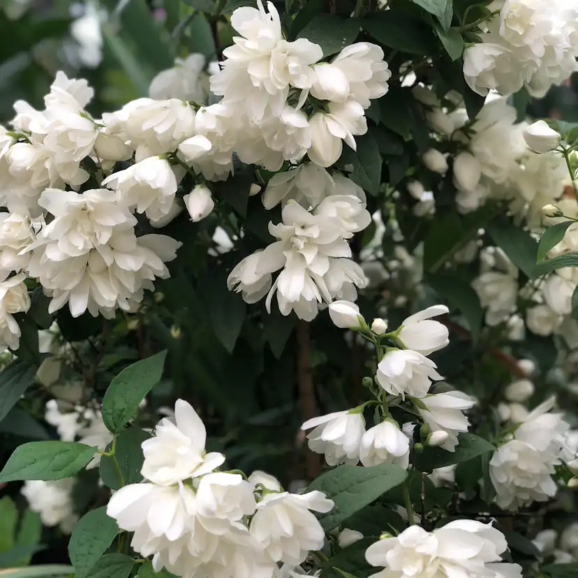 Prydnadsbuske Kameliaschersmin Omnia Garden Snowbelle