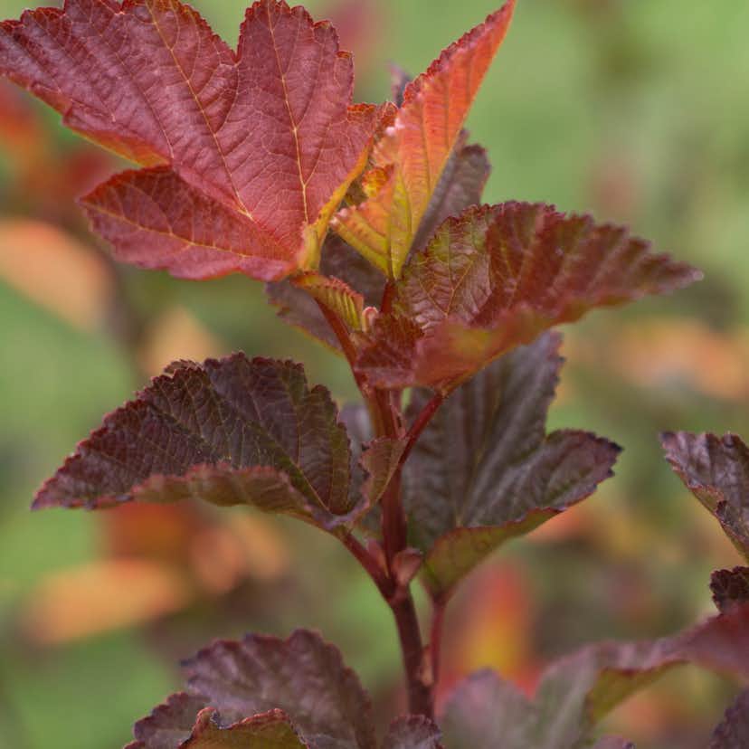 Prydnadsbuske Smällspirea Omnia Garden Amber Little Angel