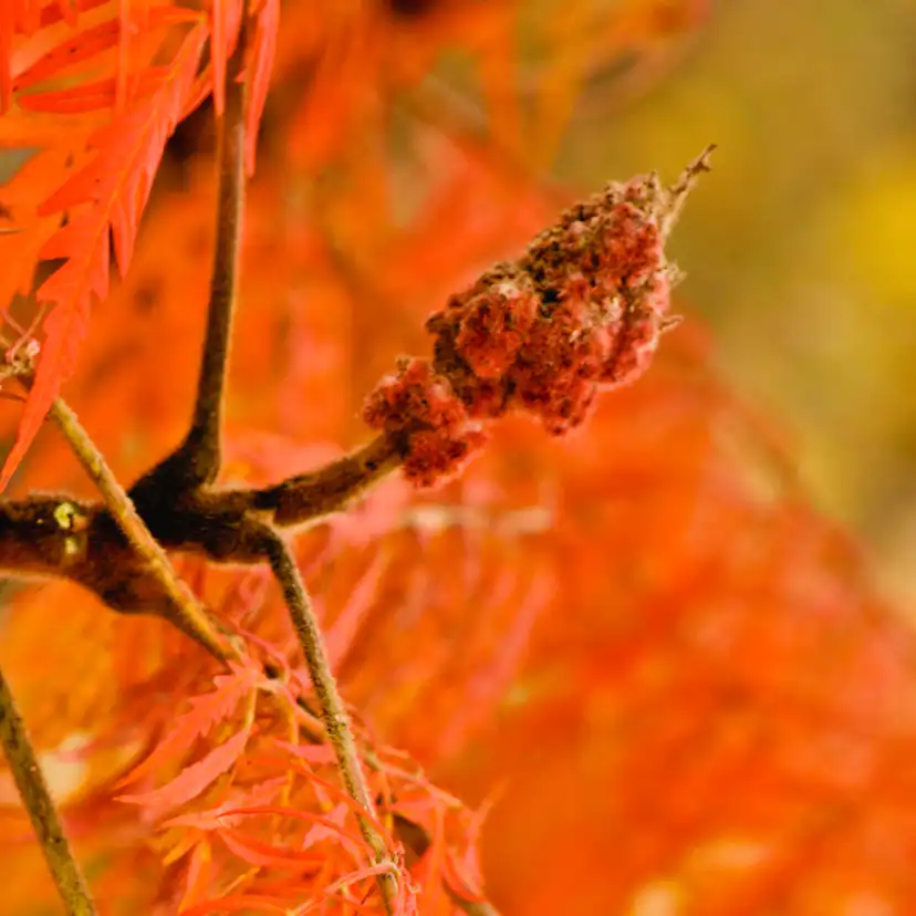 Prydnadsbuske Omnia Garden Rönnsumak Tiger Eyes