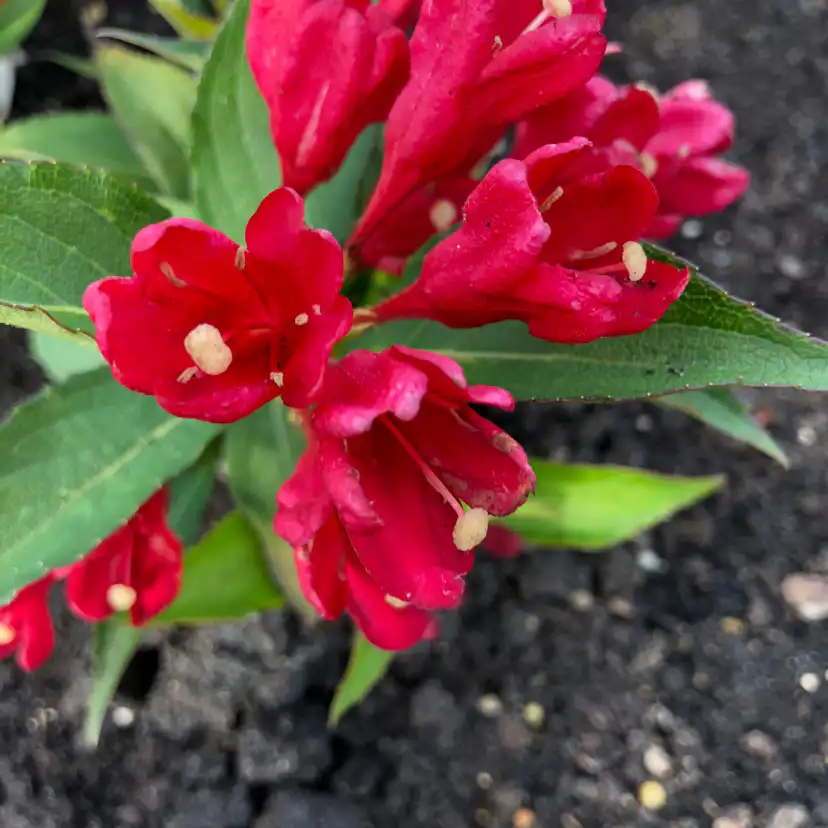 Prydnadsbuske Rosenprakttry Omnia Garden All Summer Röd