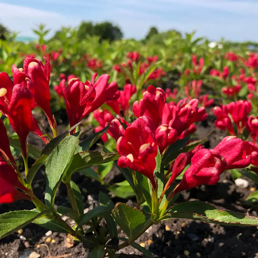 Prydnadsbuske Rosenprakttry Omnia Garden All Summer Röd