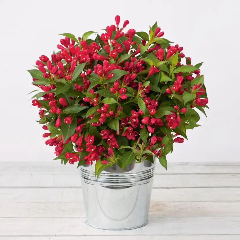 Prydnadsbuske Rosenprakttry Omnia Garden All Summer Röd