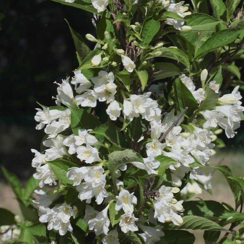 Prydnadsbuske Trädgårdsprakttry Omnia Garden Vit