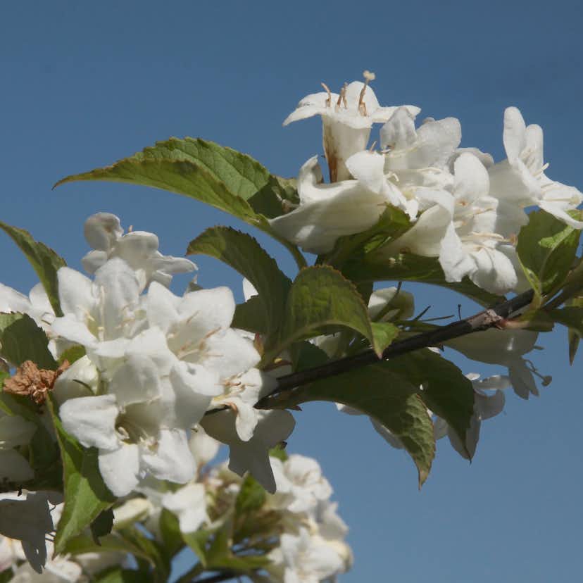 Prydnadsbuske Trädgårdsprakttry Omnia Garden Vit