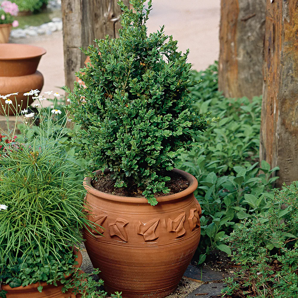 Prydnadsbuske Omnia Garden Buxbom