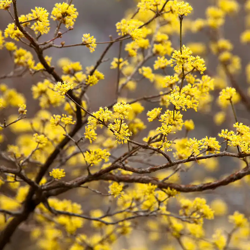 Prydnadsbuske Omnia Garden Körsbärskornell