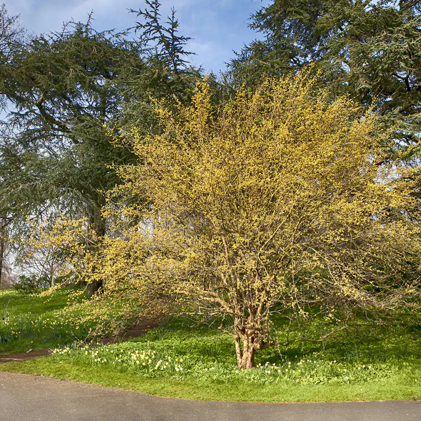 Prydnadsbuske Omnia Garden Körsbärskornell