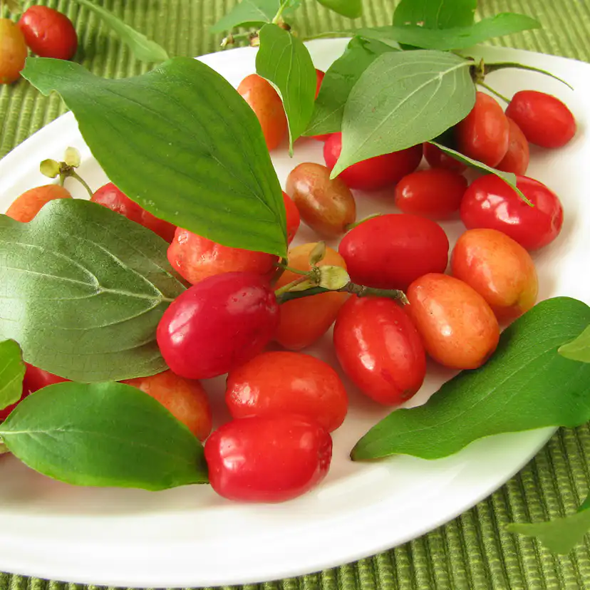 Prydnadsbuske Omnia Garden Körsbärskornell