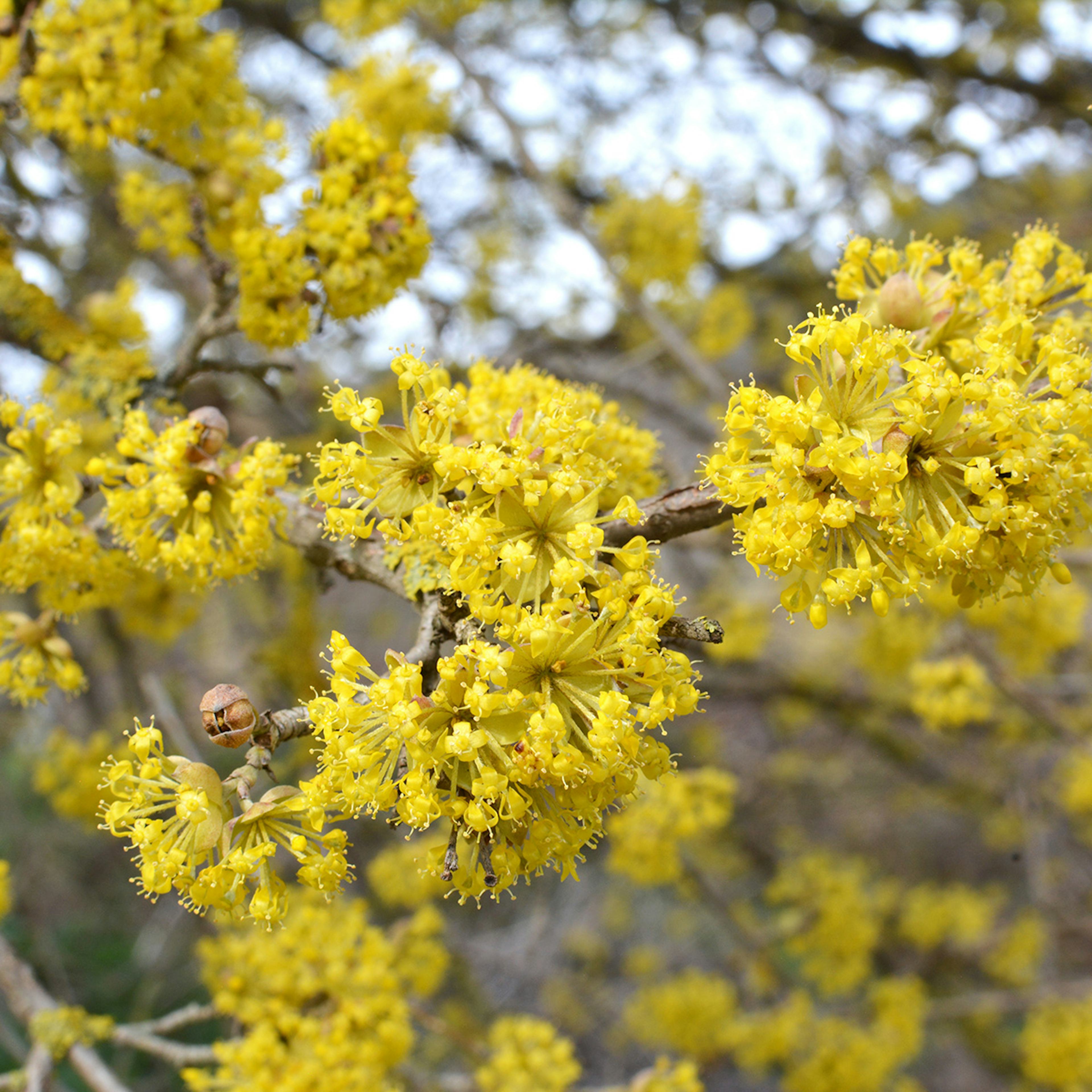 Prydnadsbuske Omnia Garden Körsbärskornell