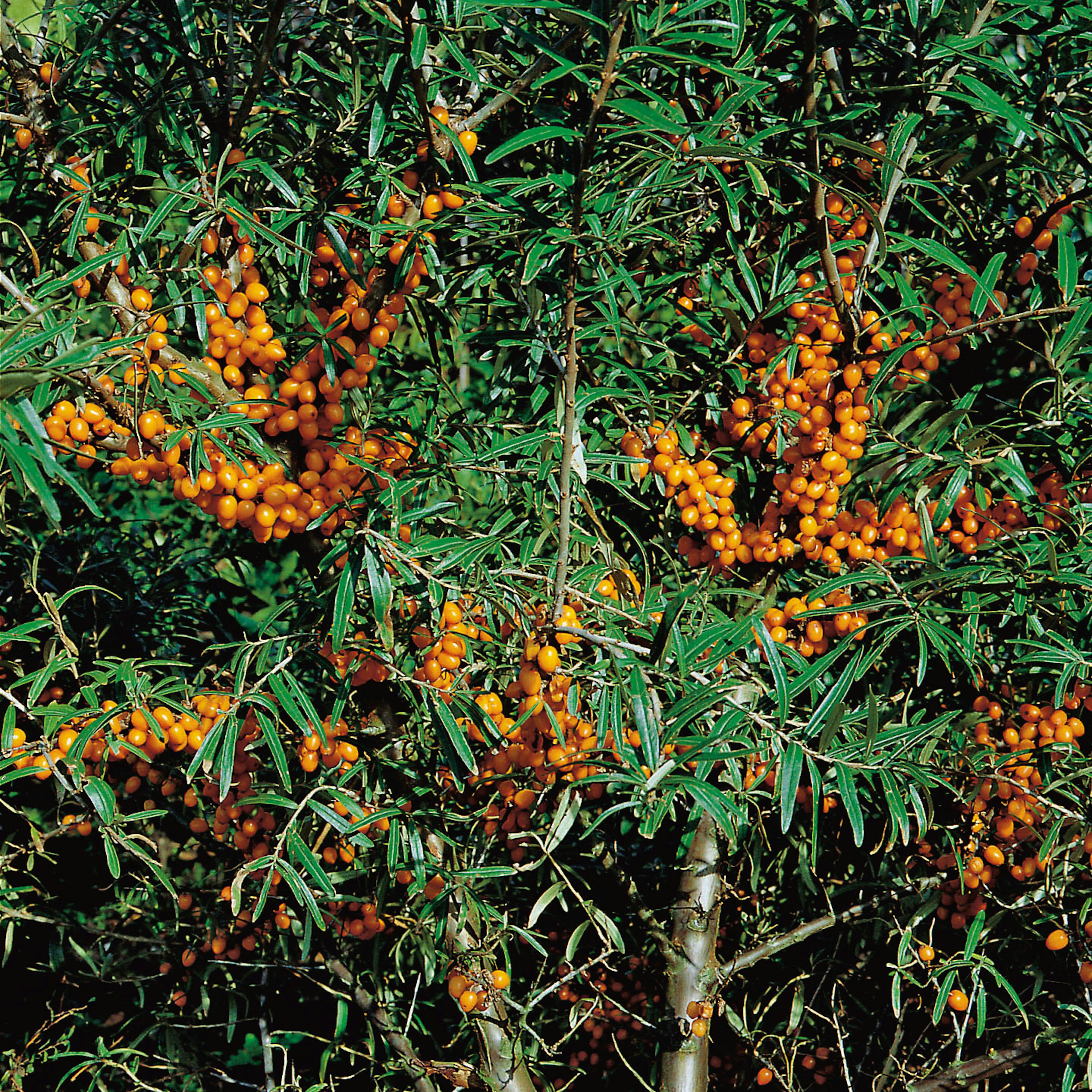 Buske Havtorn Omnia Garden Trädgårdens vitaminförråd