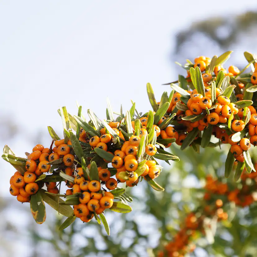 Buske Havtorn Omnia Garden Trädgårdens vitaminförråd