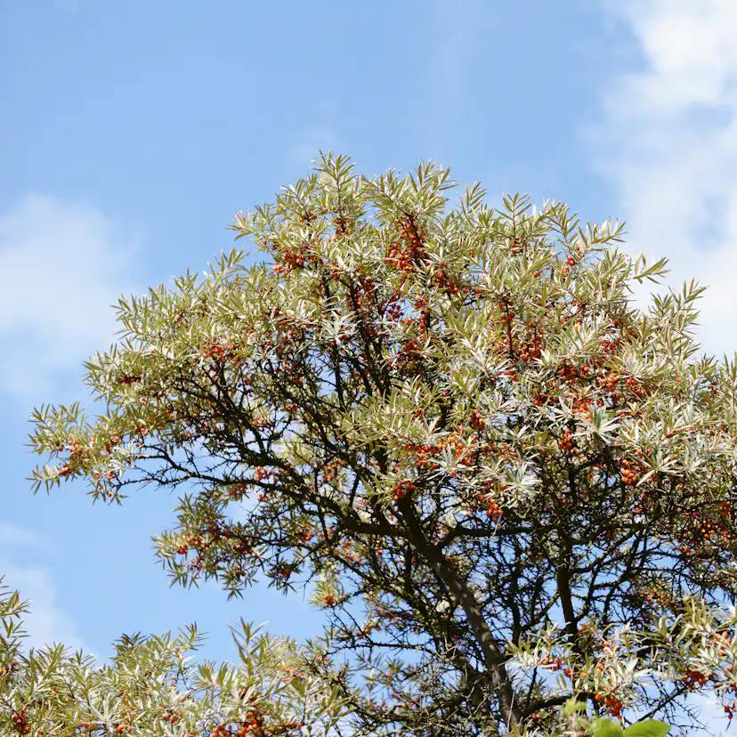 Buske Havtorn Omnia Garden Trädgårdens vitaminförråd