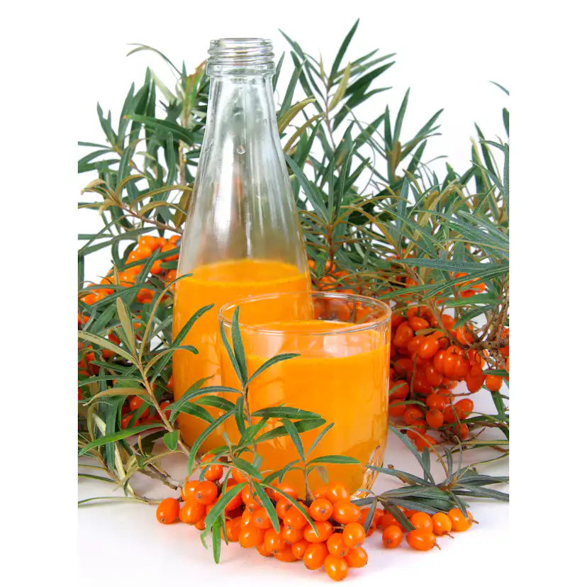 Buske Havtorn Omnia Garden Trädgårdens vitaminförråd