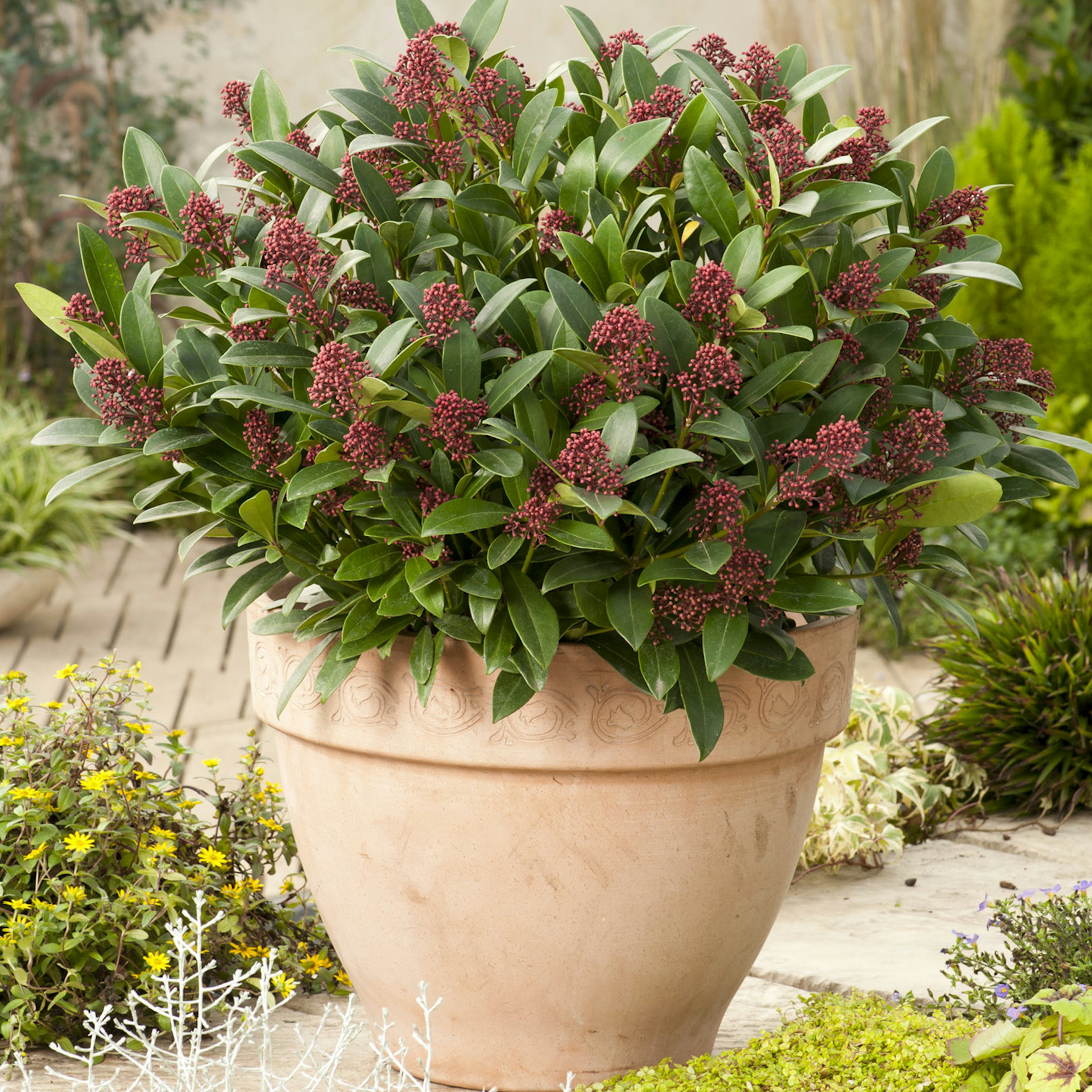 Prydnadsbuske Omnia Garden Vinterbär